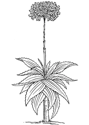 aloe Para Colorear