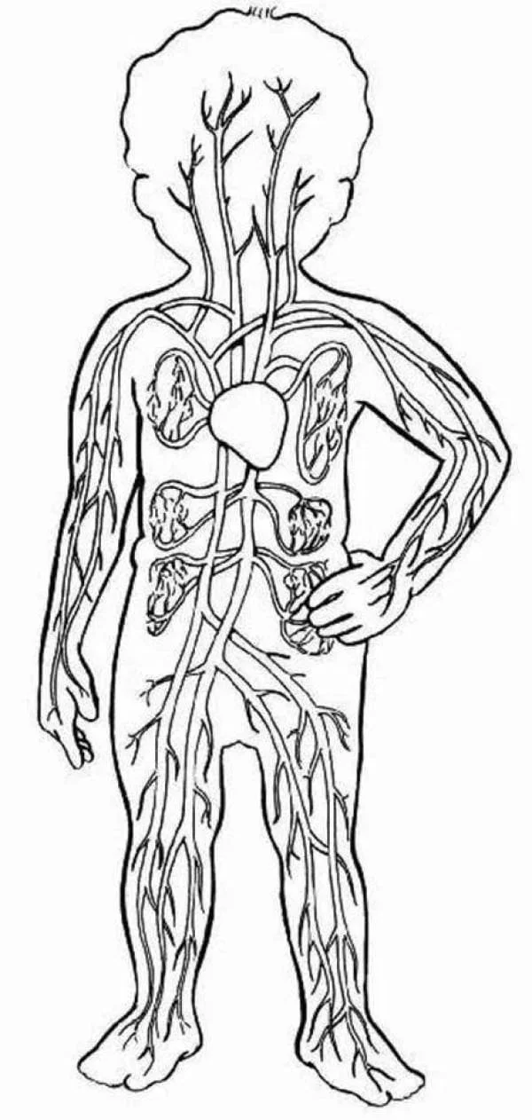 Anatomia Para Colorear 100