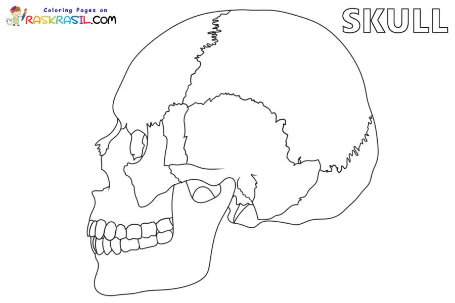 Anatomie Ausmalbilder 51