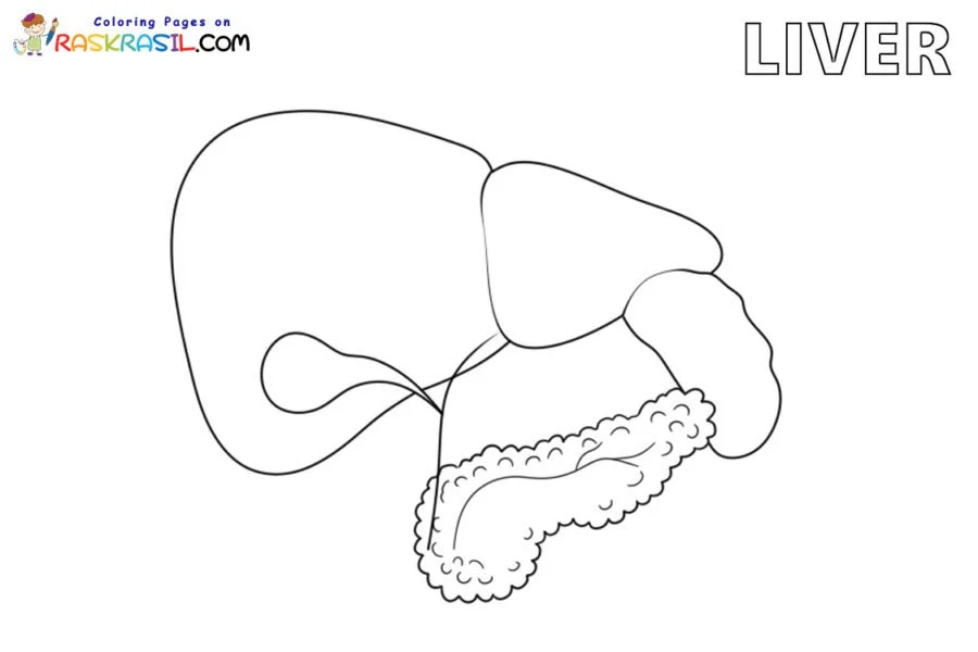 Anatomie Ausmalbilder 52