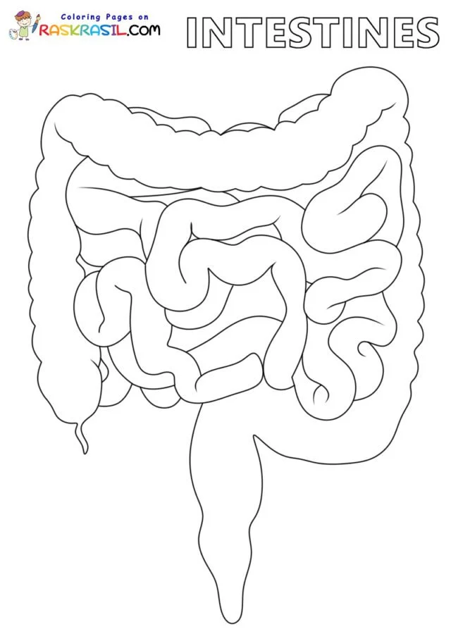 Anatomie Ausmalbilder 55