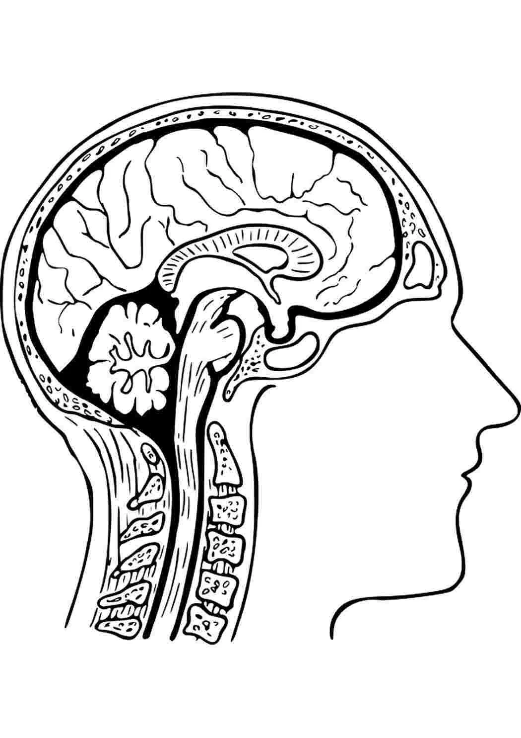 Anatomia Para Colorear 56