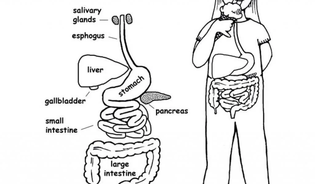 Anatomie Ausmalbilder 58