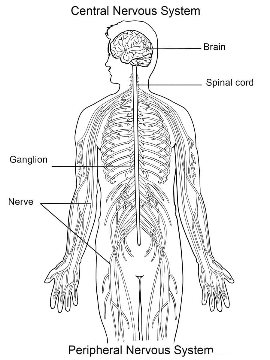 Anatomie Ausmalbilder 61