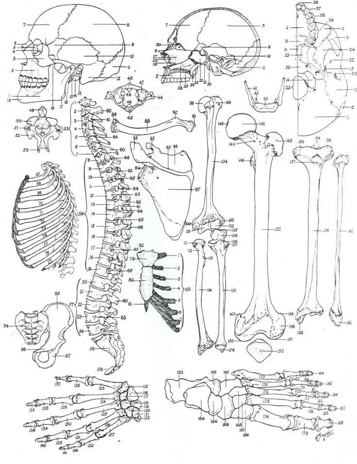 Anatomie Ausmalbilder 62