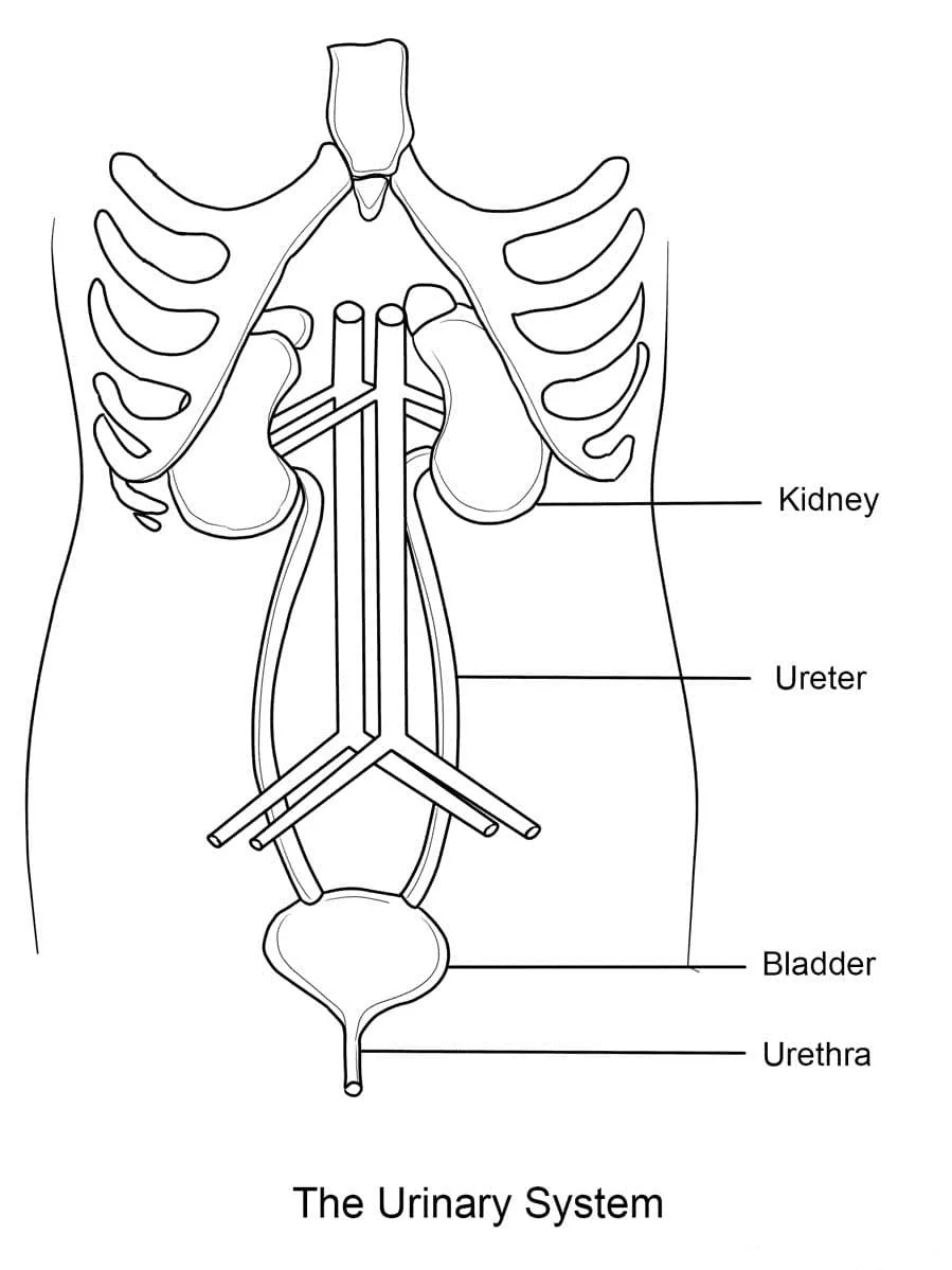 Anatomie Ausmalbilder 63