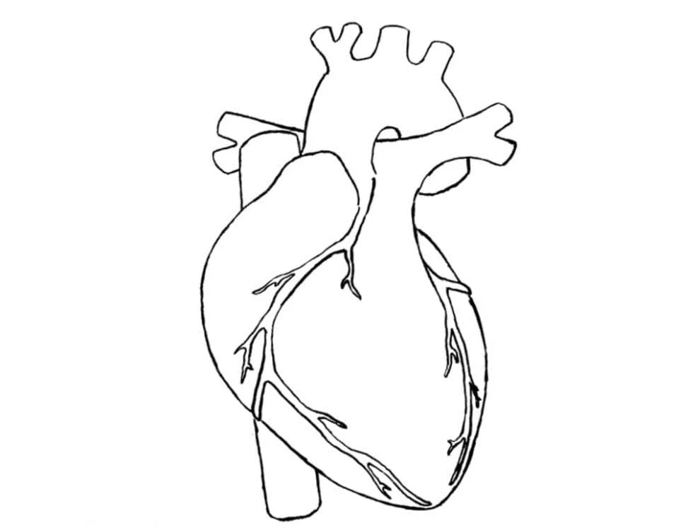 Anatomie Ausmalbilder 64
