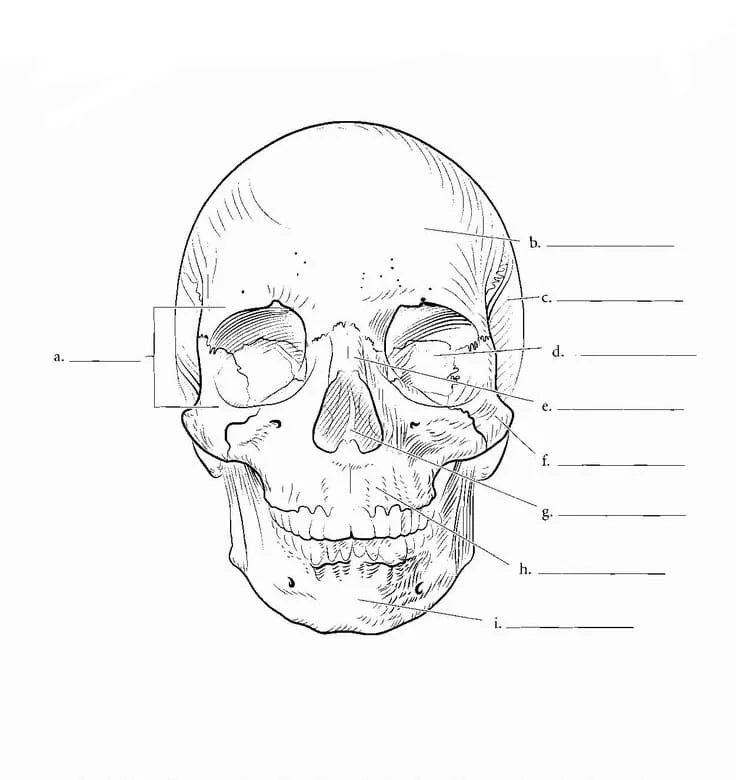 Anatomy Coloring Pages 65