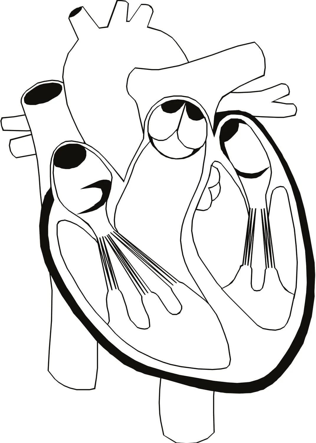 Anatomy Coloring Pages 68