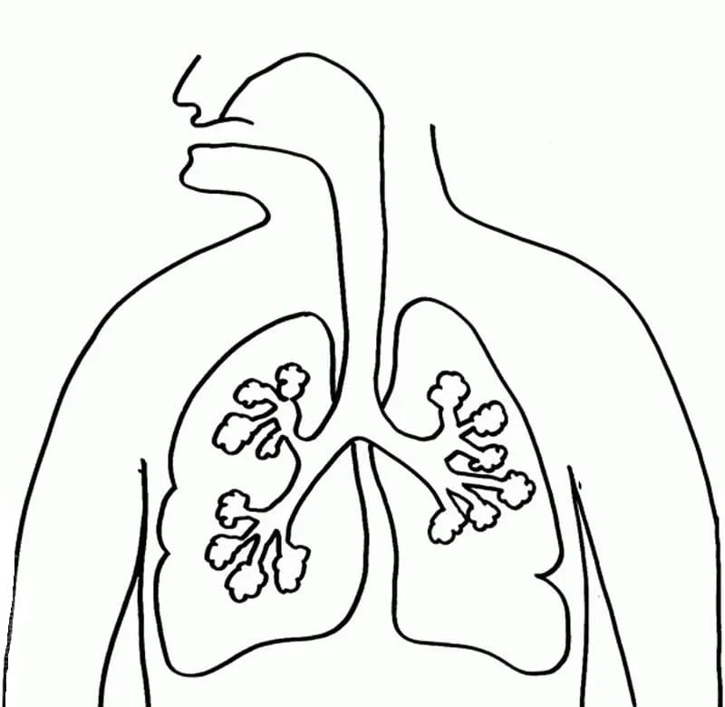 Anatomy Coloring Pages 69
