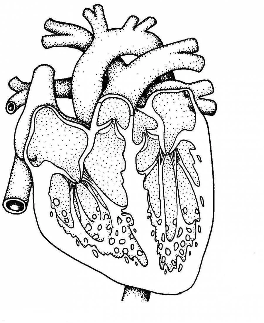 Anatomy Coloring Pages 70