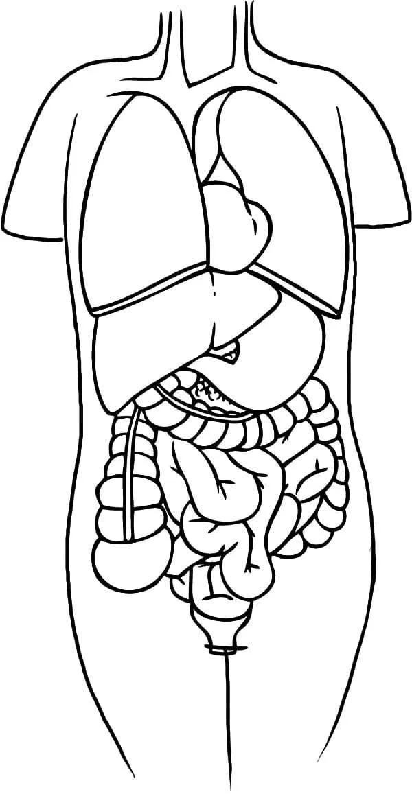 Anatomia Para Colorear 71