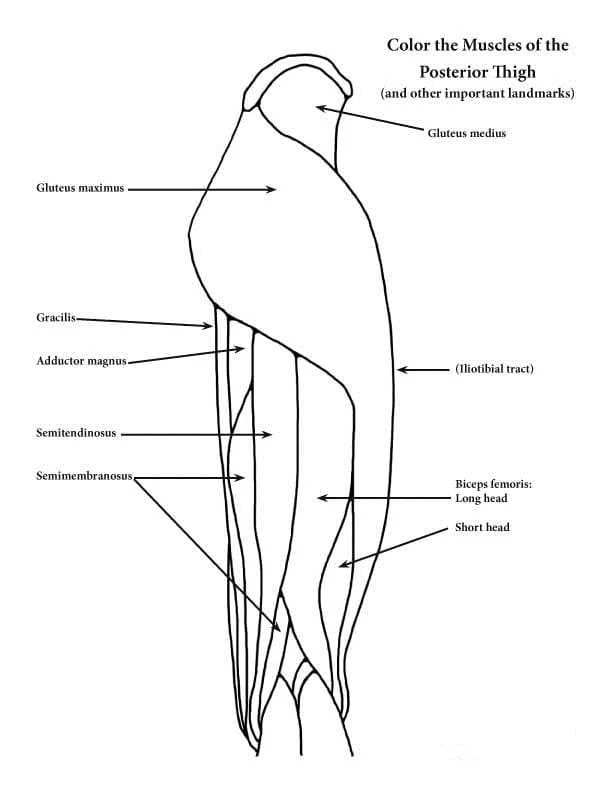 Anatomie Ausmalbilder 72