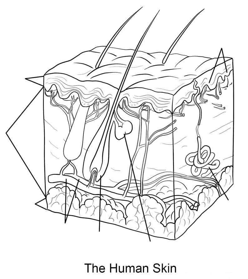 Anatomy Coloring Pages 73