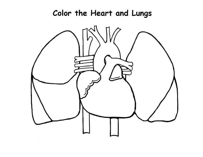 Desenhos de Anatomia Para Colorir 75
