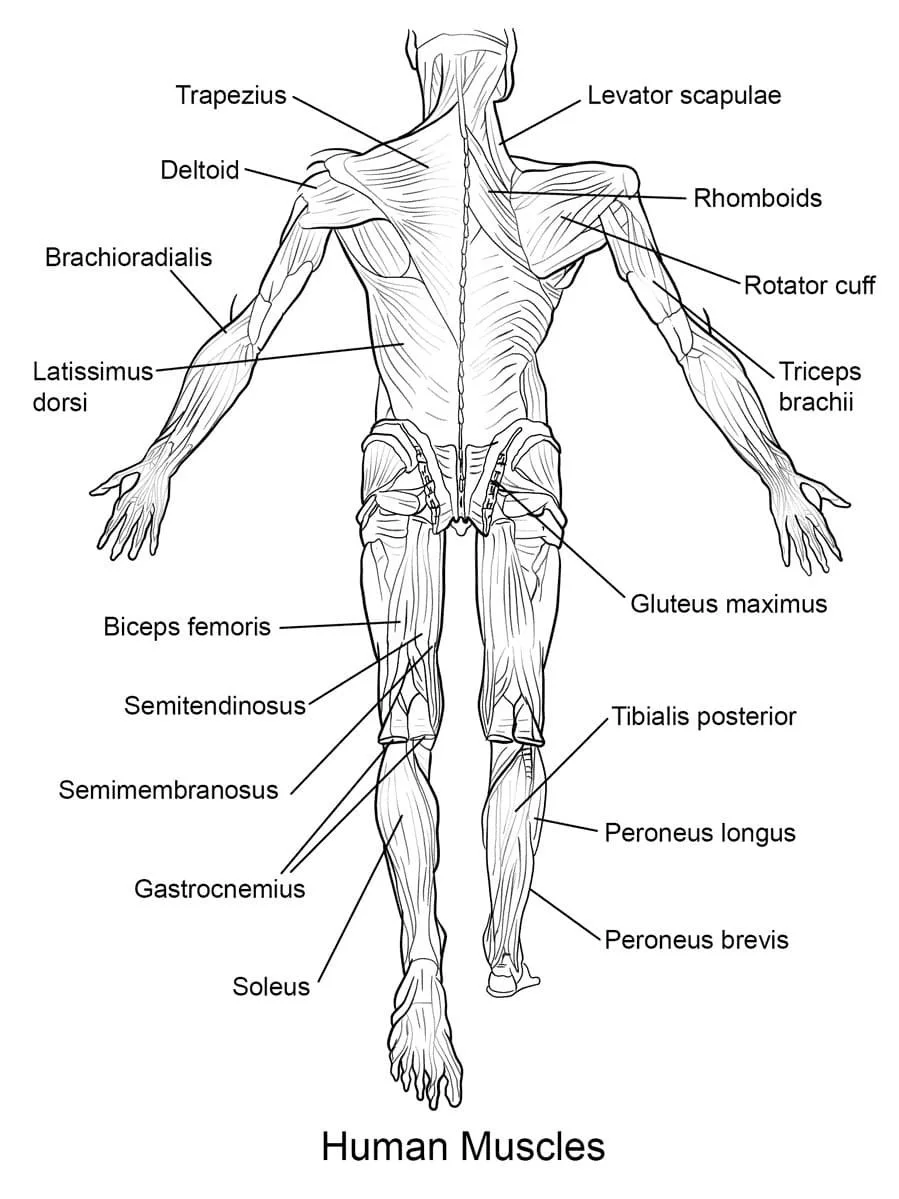 Anatomie Ausmalbilder 76