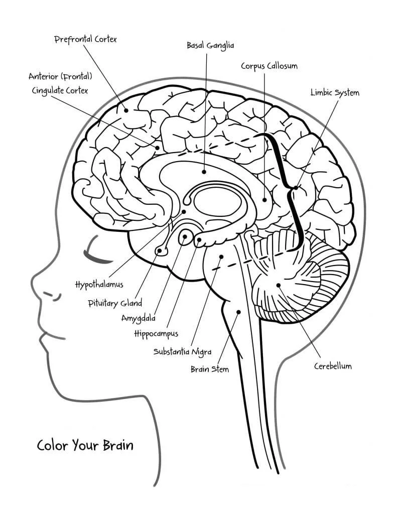 Anatomia Para Colorear 78