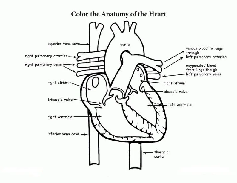 Anatomia Para Colorear 79