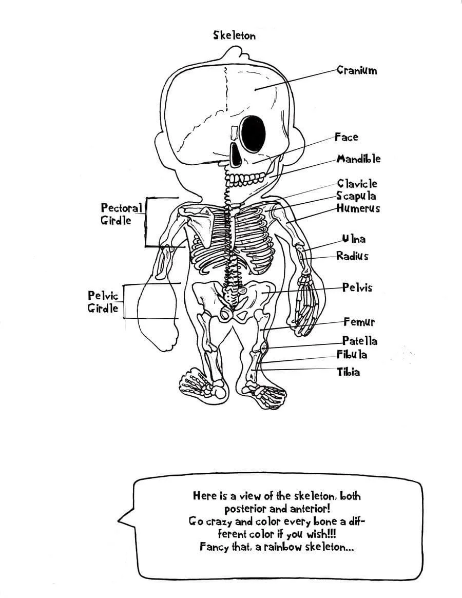 Anatomy Coloring Pages 80