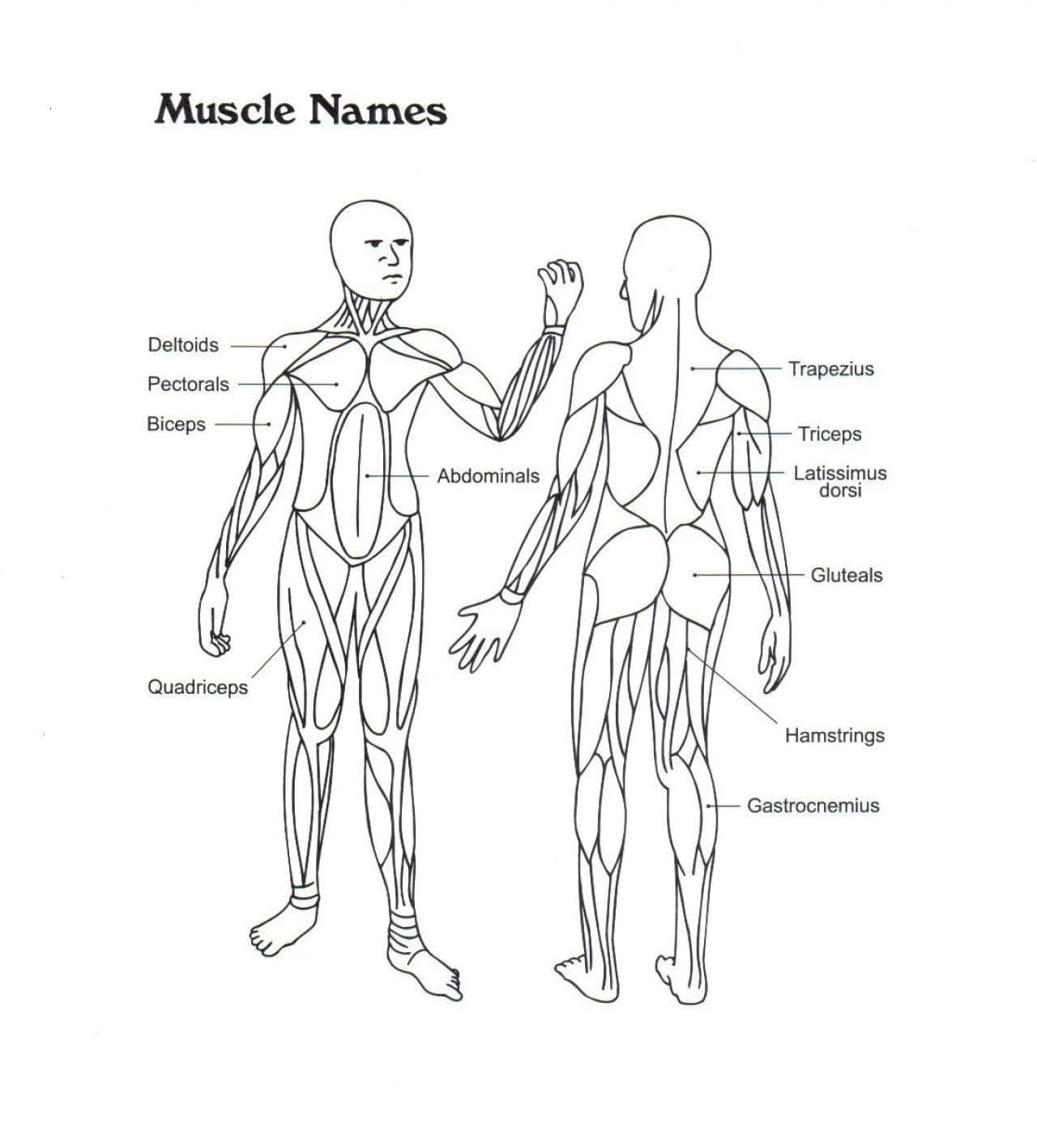 Anatomie Ausmalbilder 81