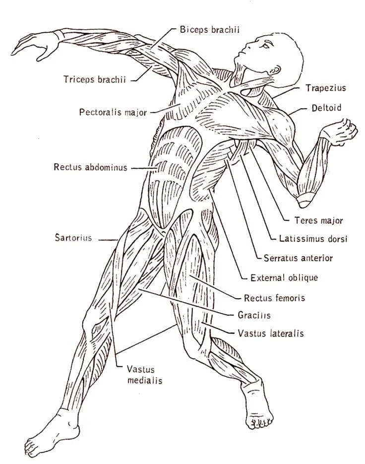 Anatomie Ausmalbilder 82