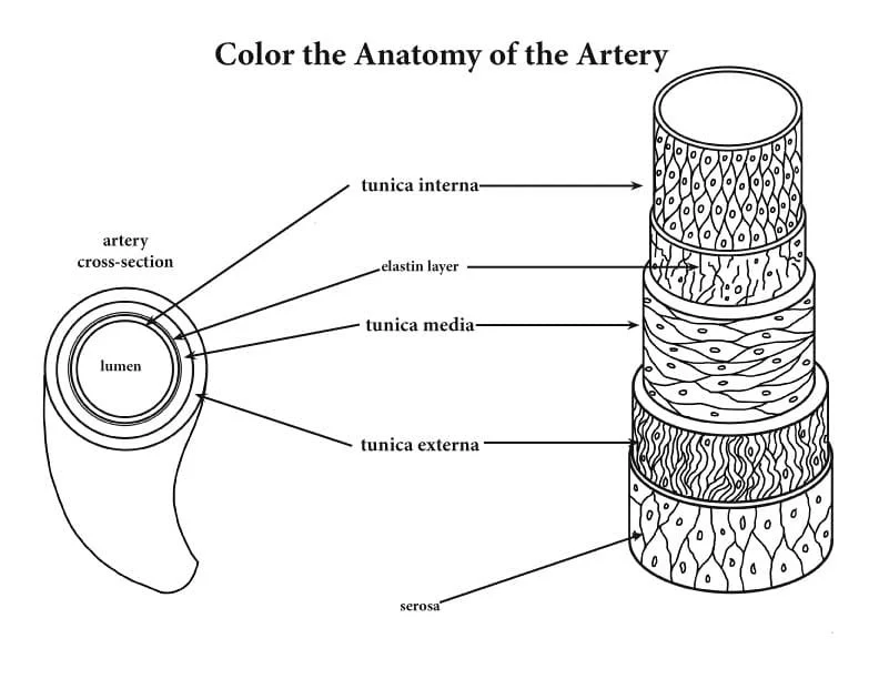 Anatomie Ausmalbilder 85