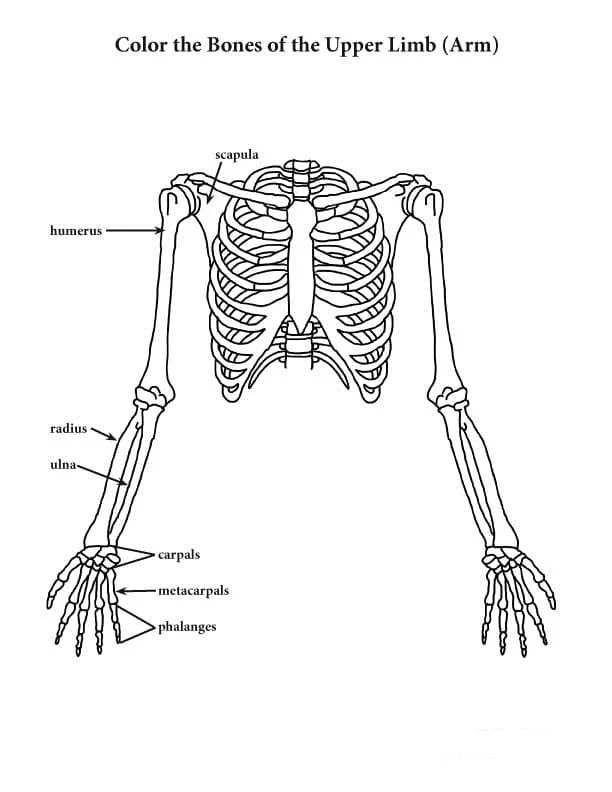 Anatomia Para Colorear 87