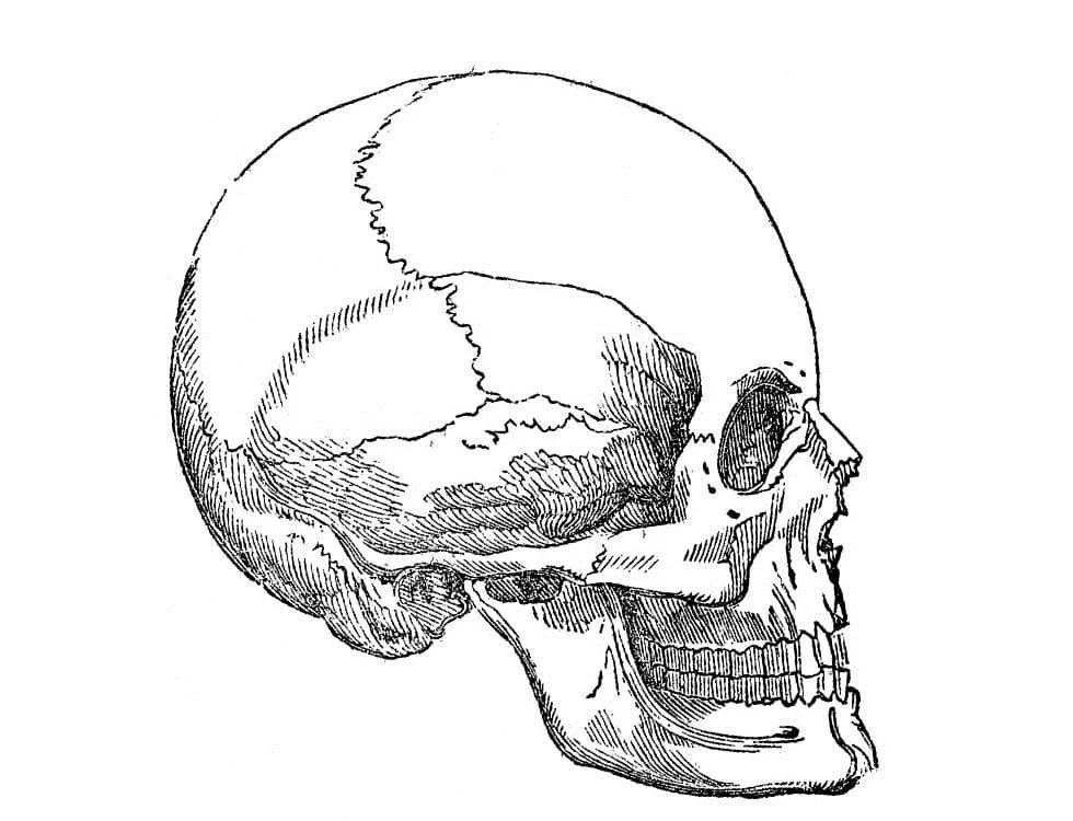 Anatomy Coloring Pages 89