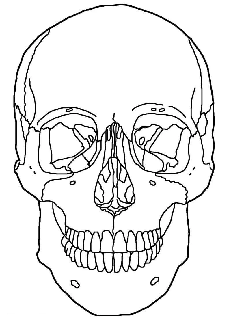 Anatomia Para Colorear 91