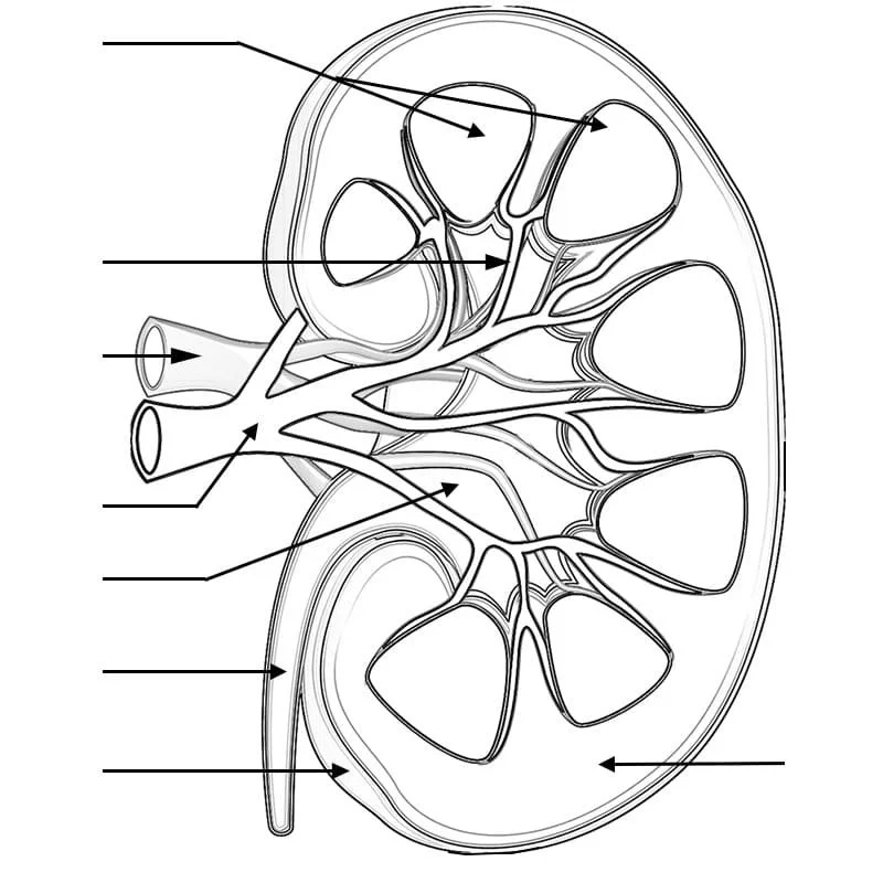 Desenhos de Anatomia Para Colorir 92