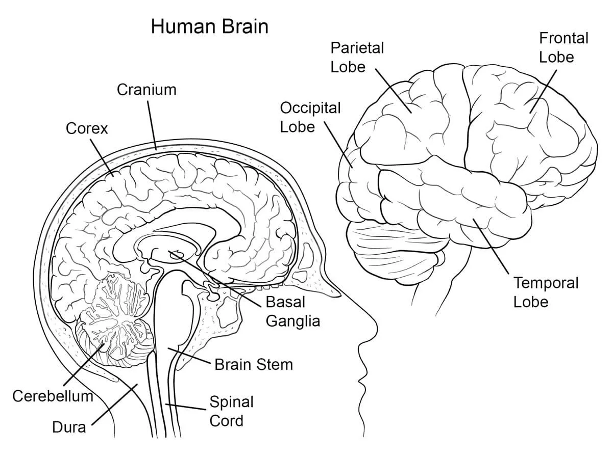 Anatomie Ausmalbilder 96