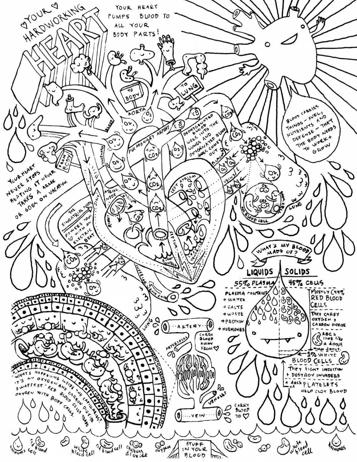 Anatomie Ausmalbilder 98