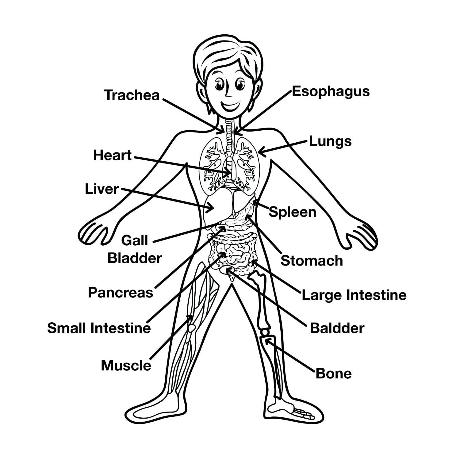 Anatomy Coloring Pages 99