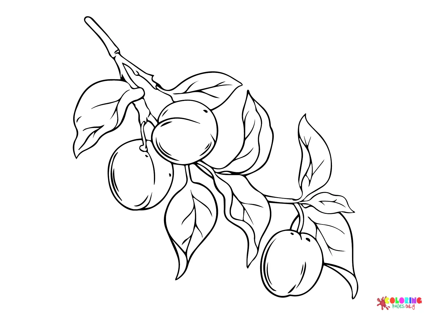 Albaricoque Para Colorear 11