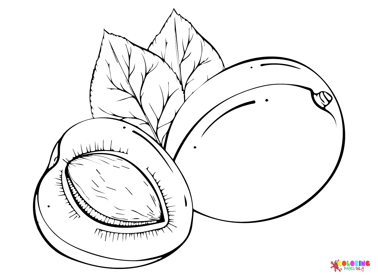 Albaricoque Para Colorear 12