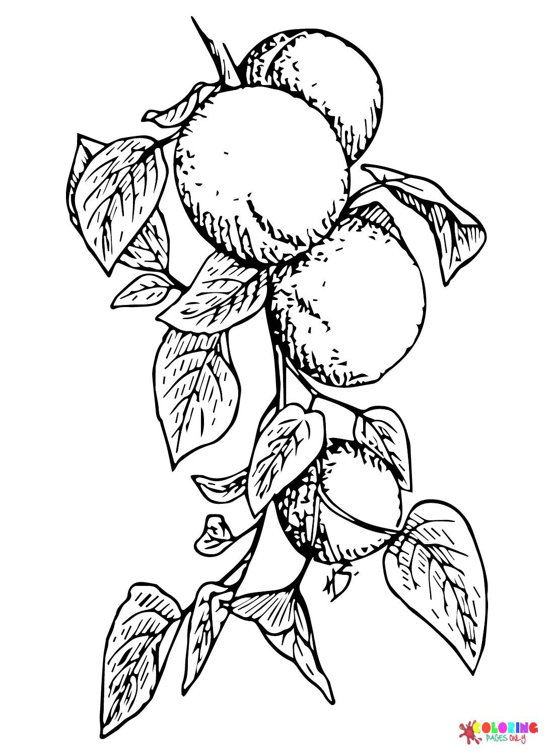 Albaricoque Para Colorear 15