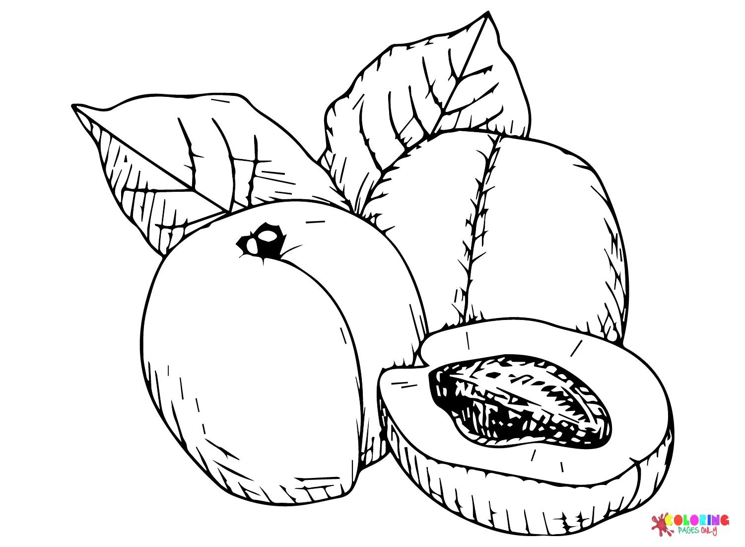 Albaricoque Para Colorear 8