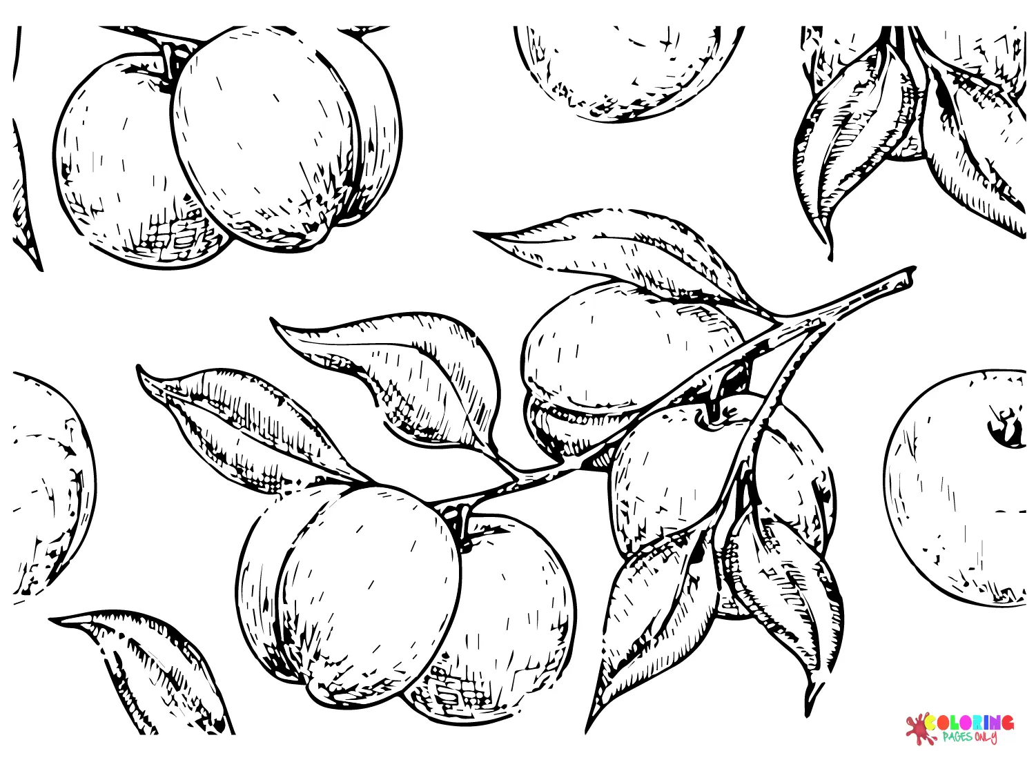 Albaricoque Para Colorear 9