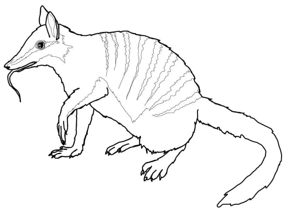 Australische Tiere Ausmalbilder 65