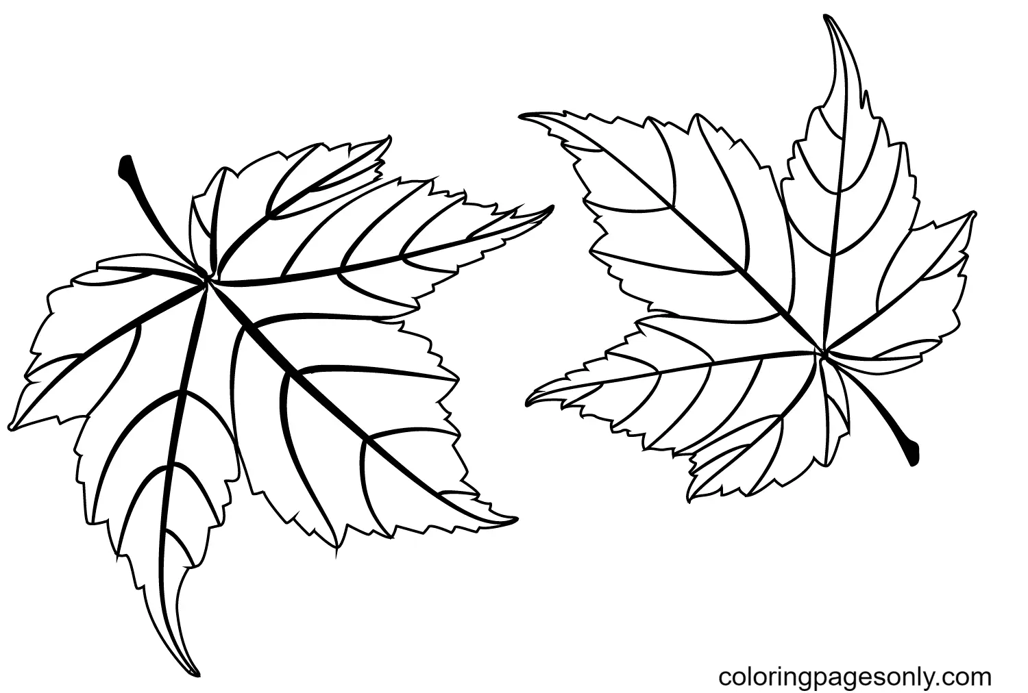 Desenhos de Folhas de Outono Para Colorir 46