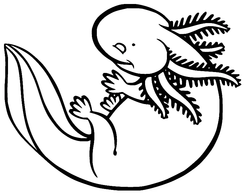 Axolotl Para Colorear 18