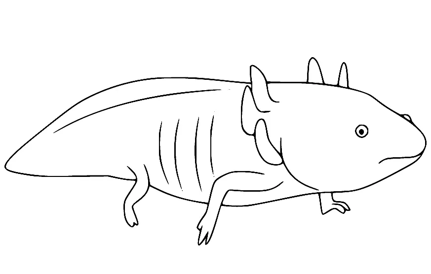 Axolotl Para Colorear 27