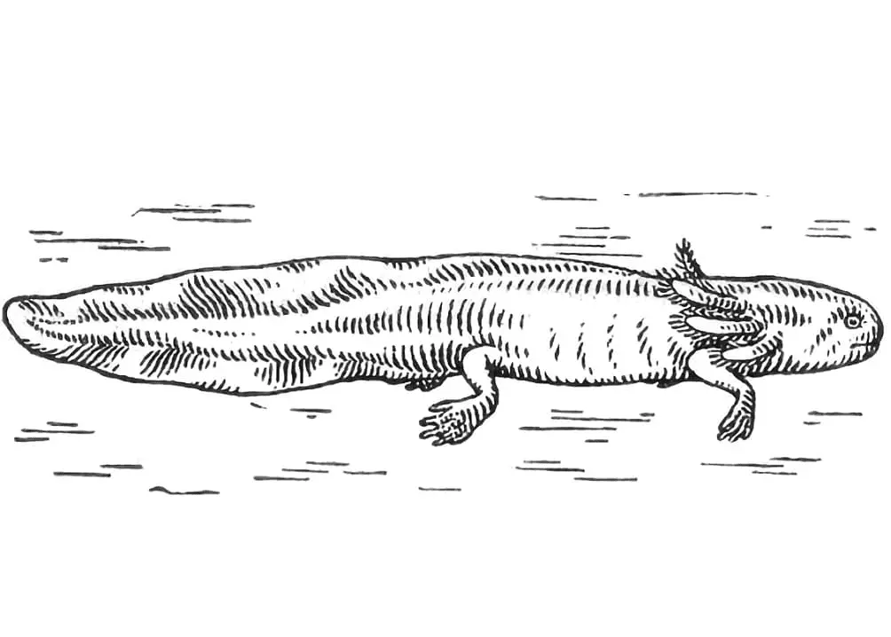 Axolotl Para Colorear 44