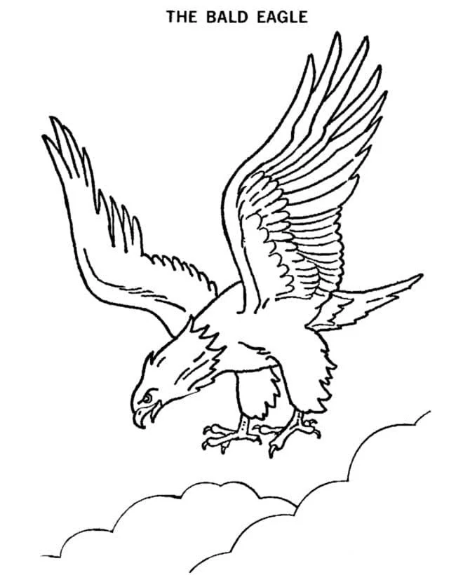 Bald Eagle Coloring Pages 104