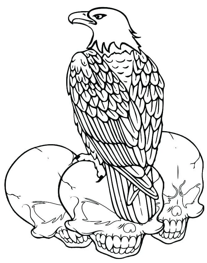 aguila Calva Para Colorear 105