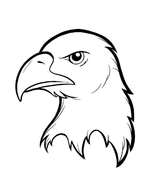 aguila Calva Para Colorear