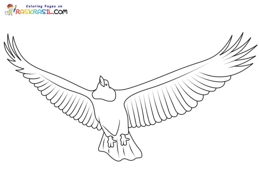 Bald Eagle Coloring Pages 57