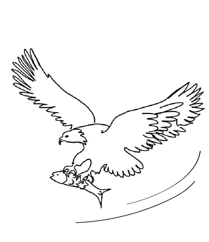 aguila Calva Para Colorear 58