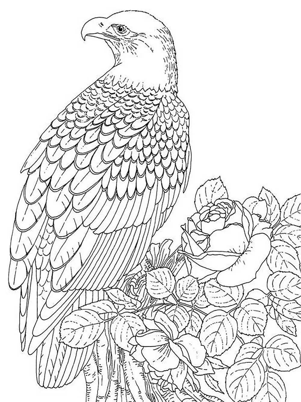 Bald Eagle Coloring Pages 77
