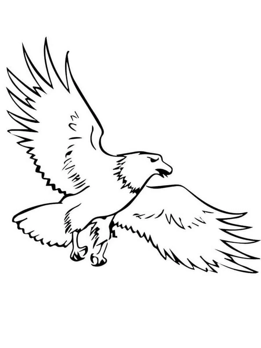 Bald Eagle Coloring Pages 90